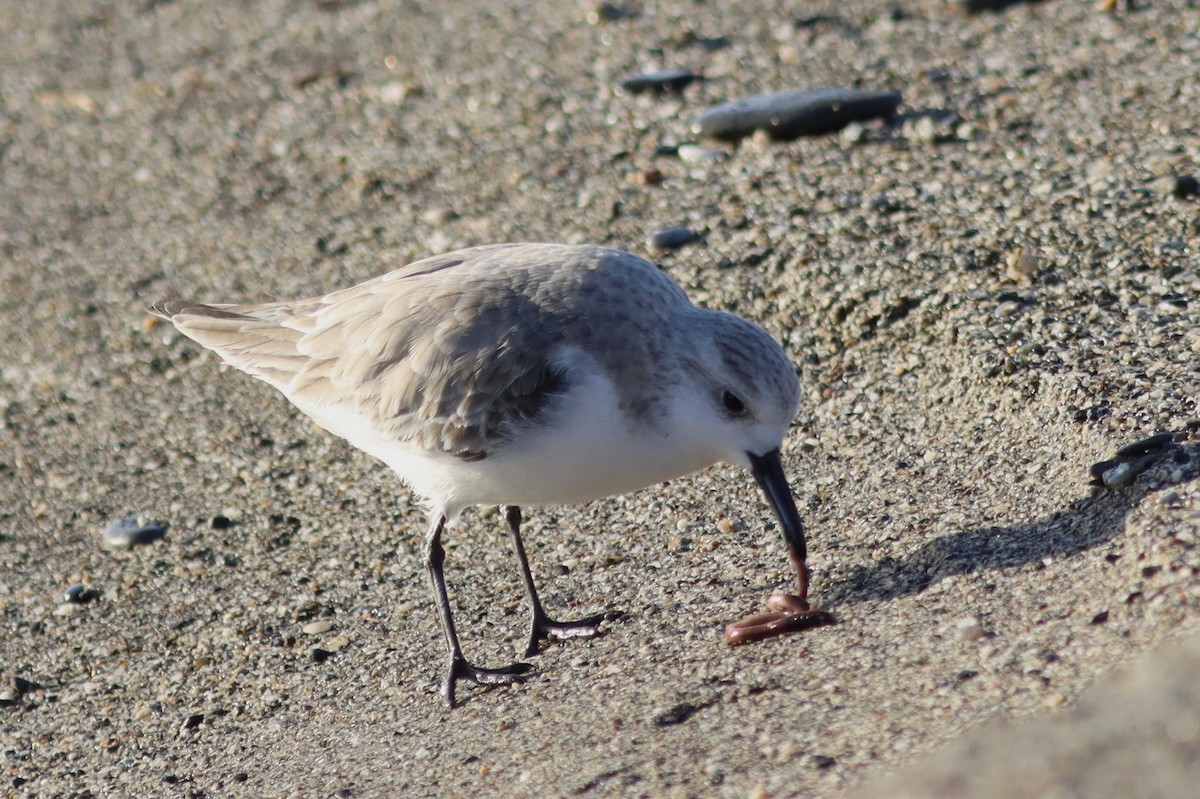 sandløper - ML650517724