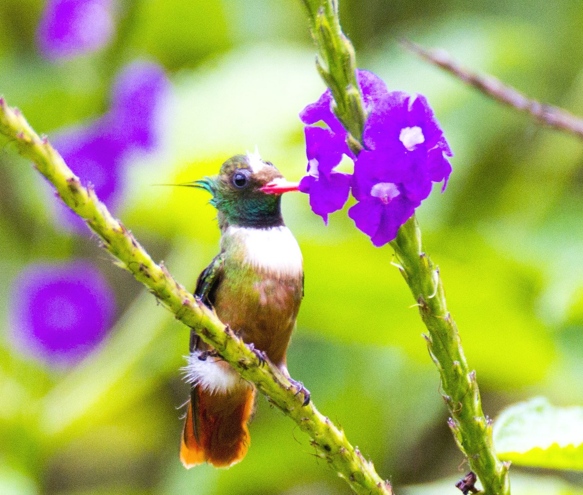 White-crested Coquette - ML65051781