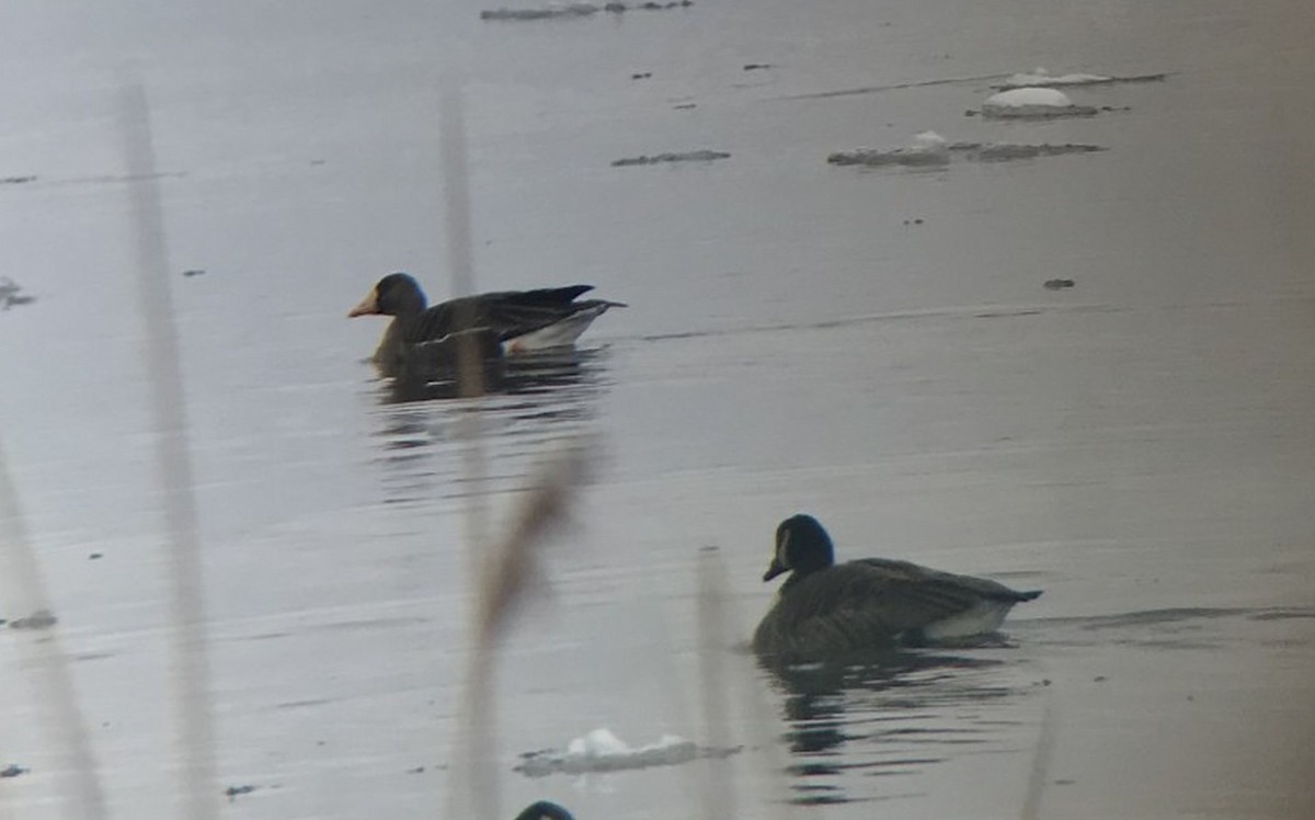 Greater White-fronted Goose - ML650517816