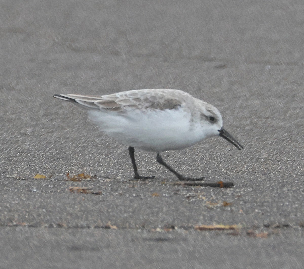 sandløper - ML650517954