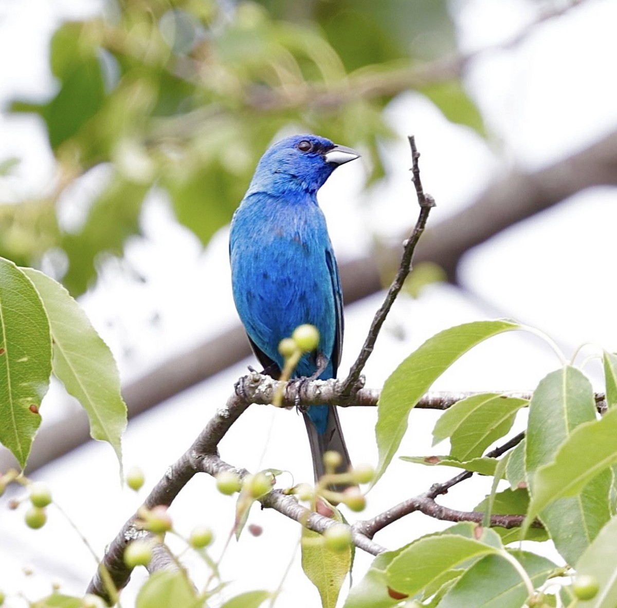 Azulillo Índigo - ML650518197