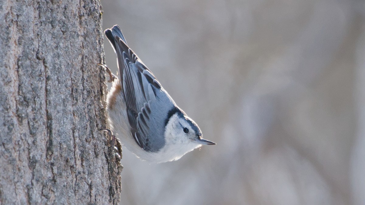 White-breasted Nuthatch - ML650518283