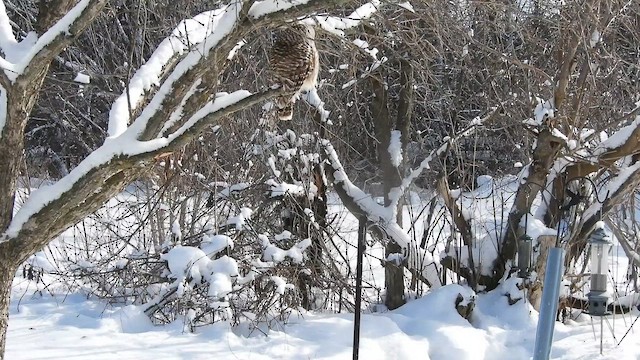 Barred Owl - ML650518667
