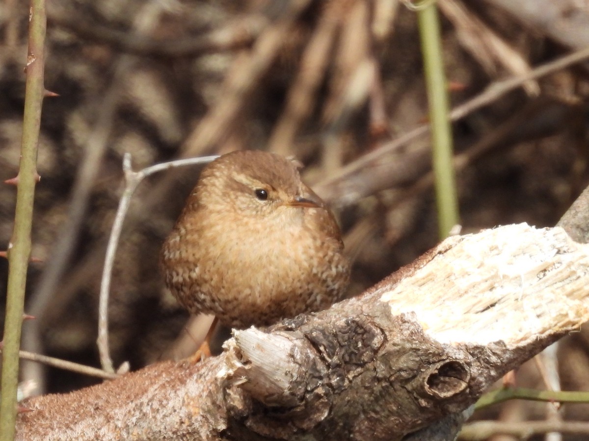 Winter Wren - ML650518703