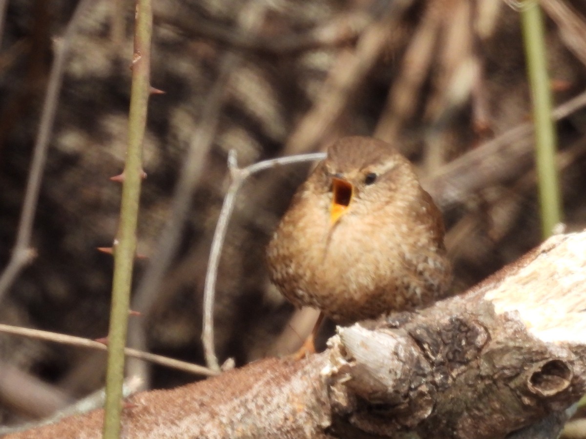 Winter Wren - ML650518724