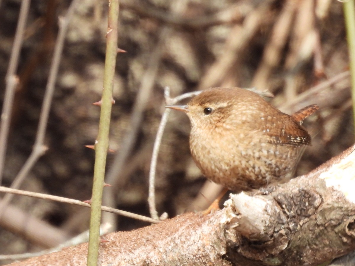 Winter Wren - ML650518740