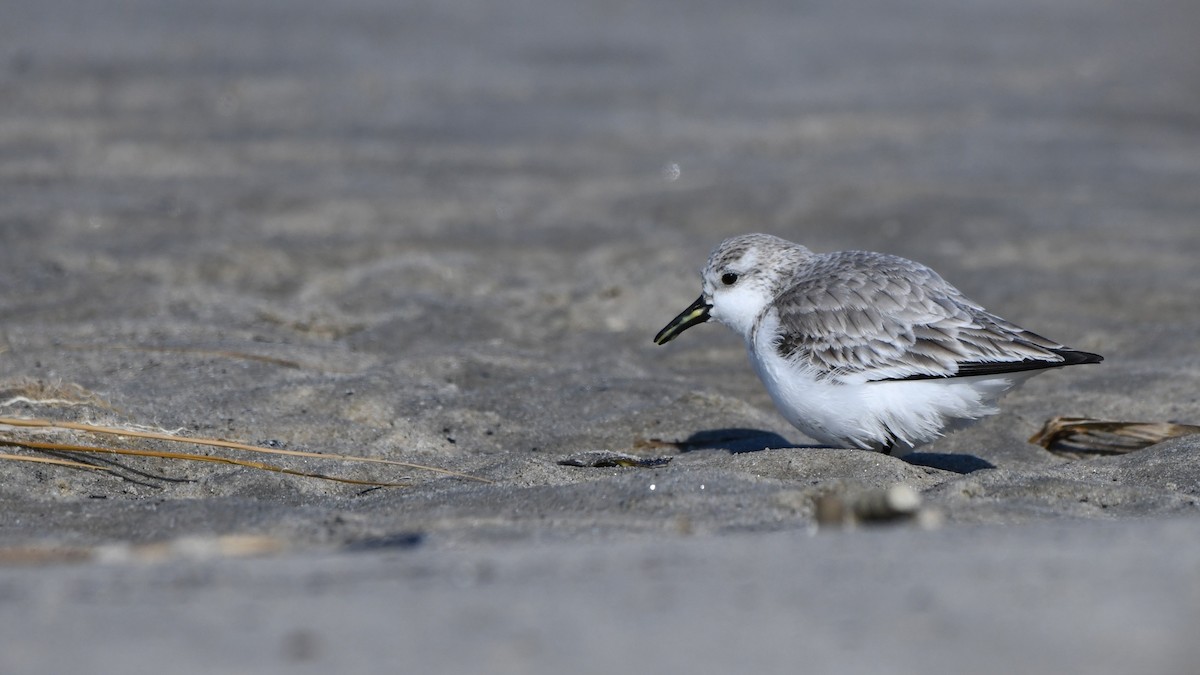 sandløper - ML650518900