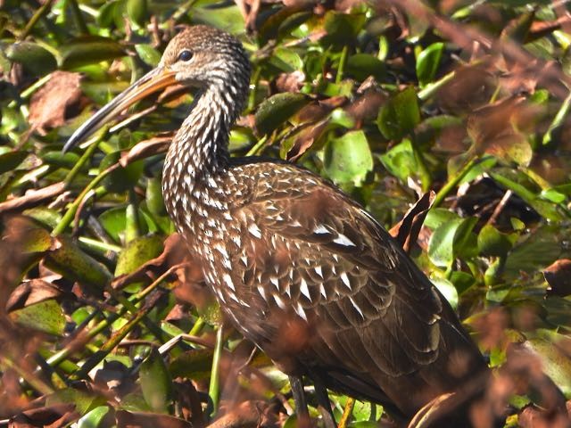 Karraoa - ML650518918