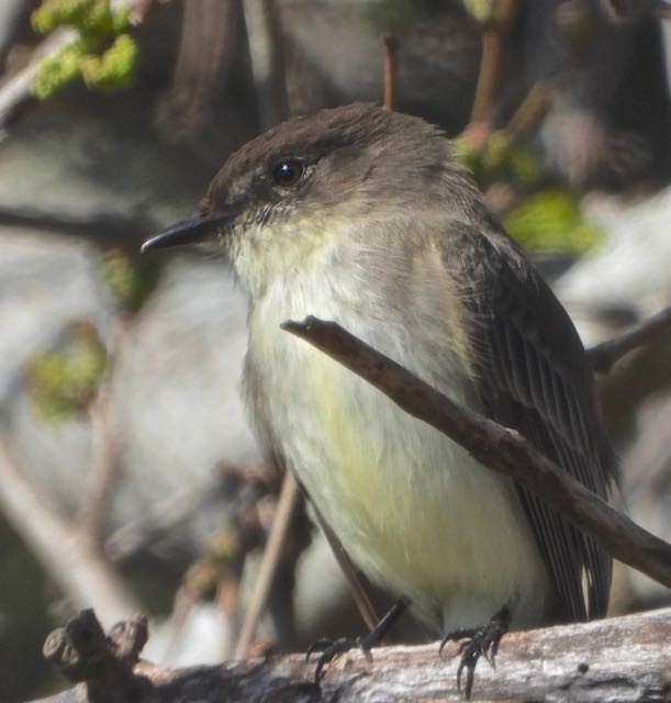Eastern Phoebe - ML650518919