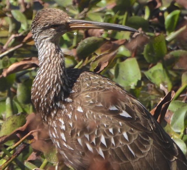 Karraoa - ML650518962