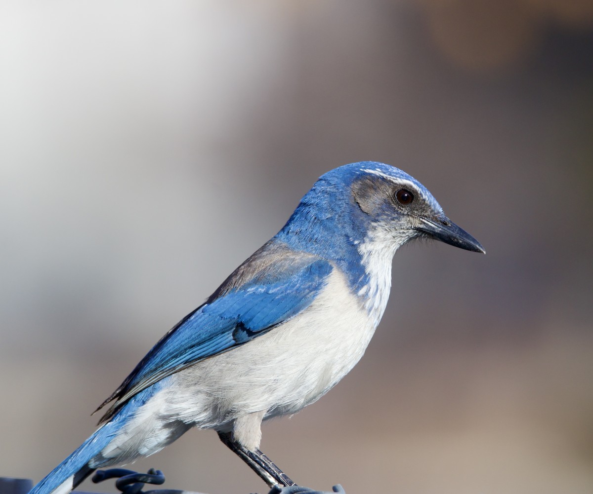 California Scrub-Jay - ML650518978