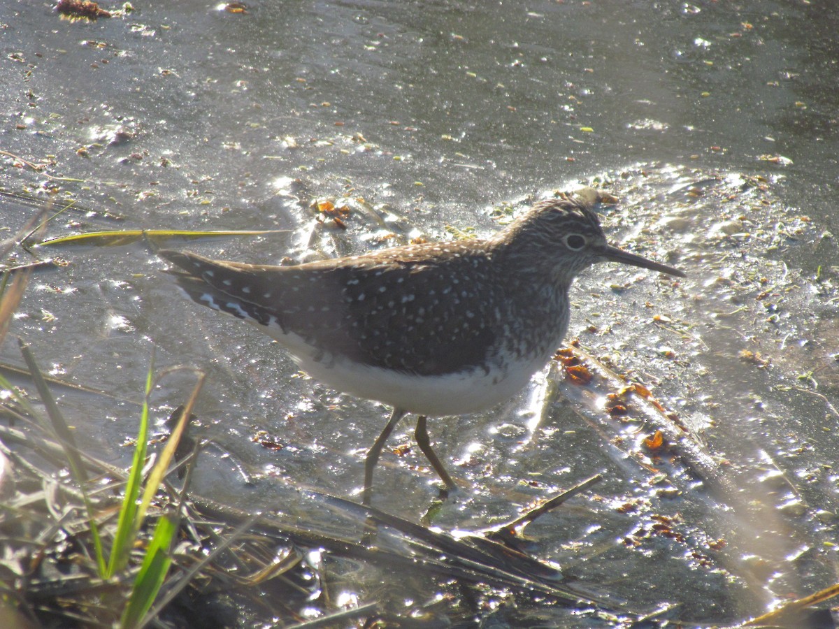 Solitary Sandpiper - ML650519099