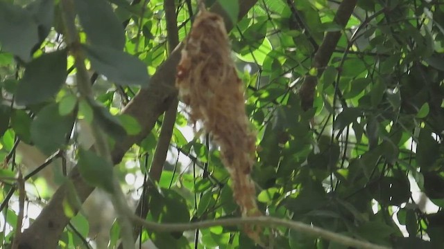 Common Tody-Flycatcher - ML650519385