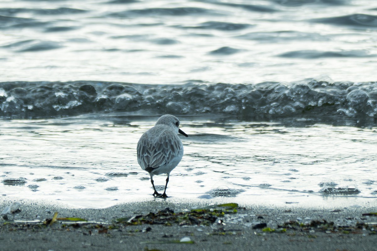 sandløper - ML650519412