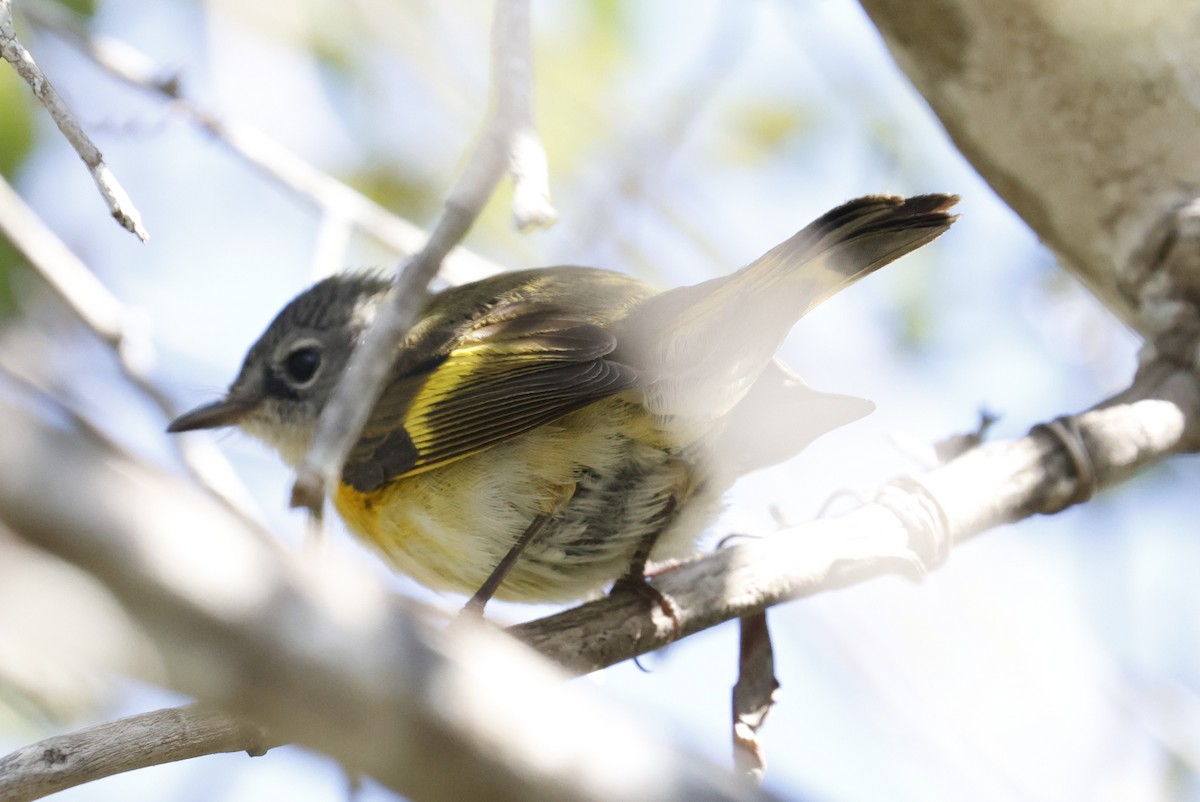 Горихвостковая древесница - ML650519520