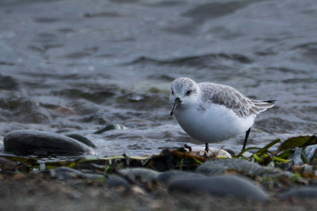 sandløper - ML650520015