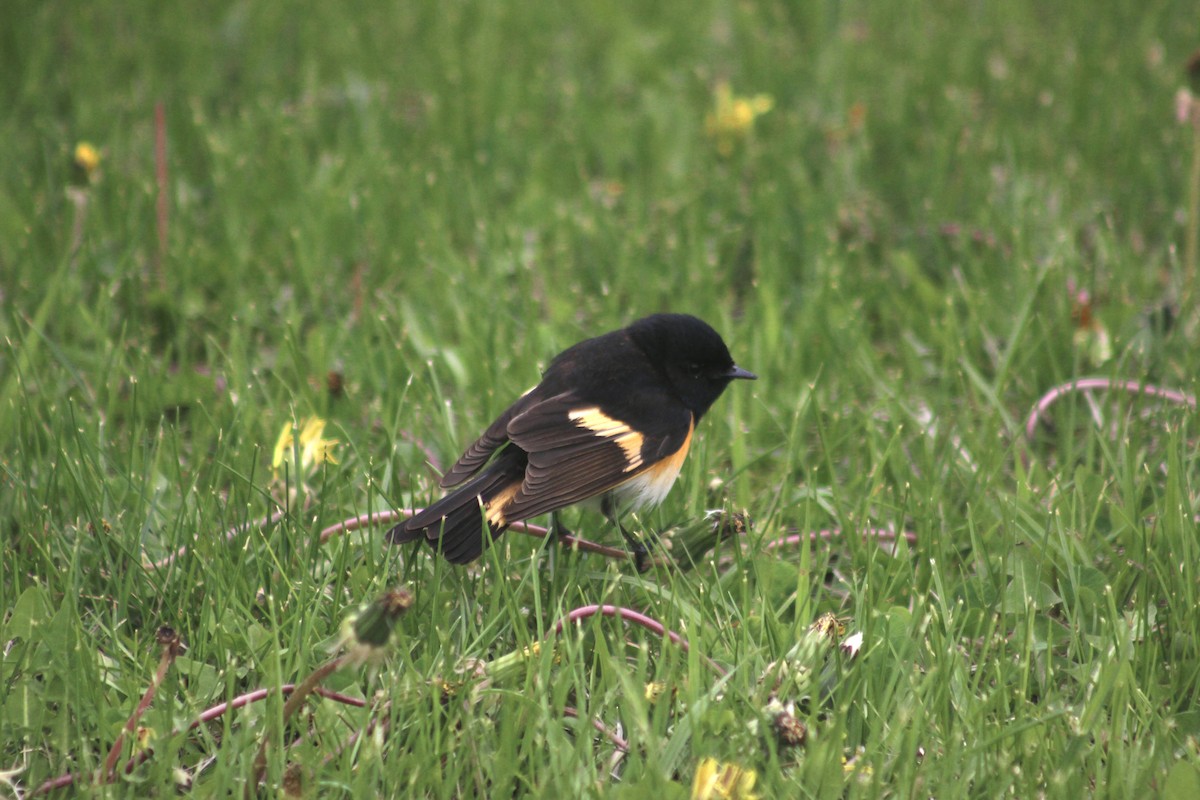 Горихвостковая древесница - ML650520109