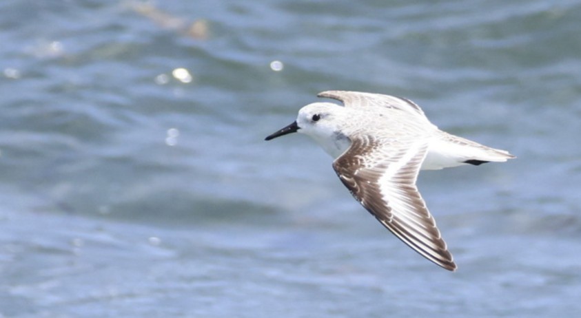 sandløper - ML650520160