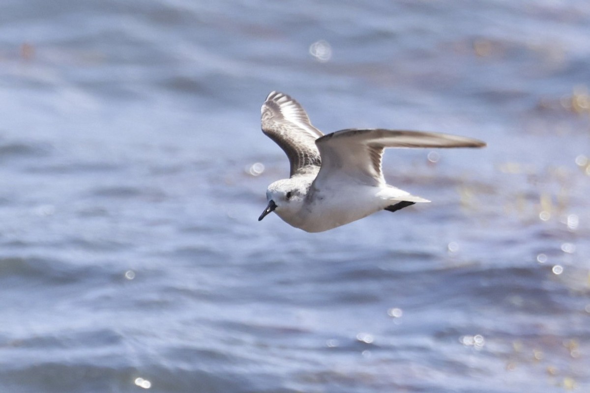 sandløper - ML650520161