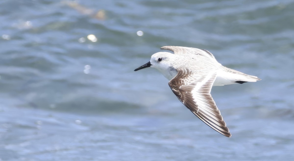 sandløper - ML650520162