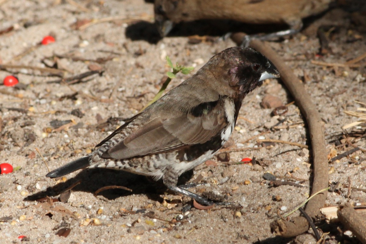 Bronze Mannikin - ML650520509