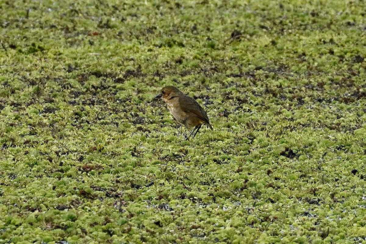 Boyaca Antpitta - ML650520549