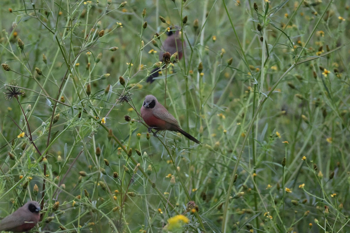 Black-faced Waxbill - ML650520628