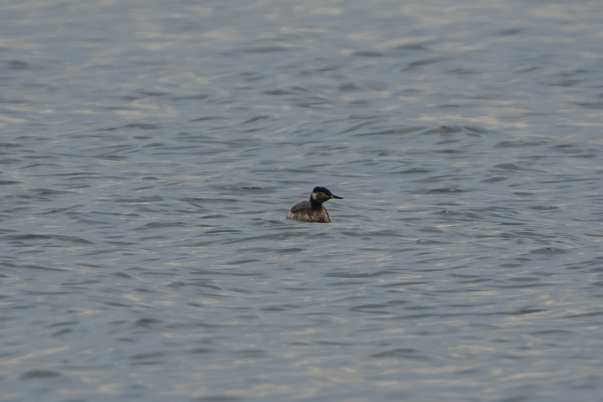 赤頸鸊鷉 - ML650520650