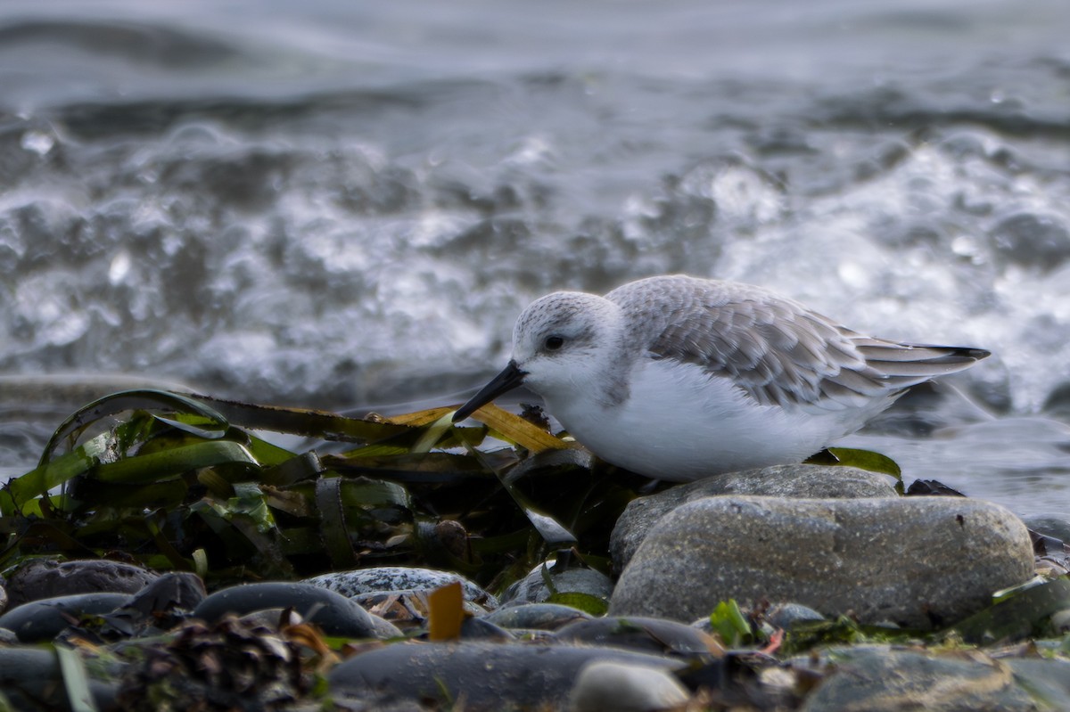 sandløper - ML650520816