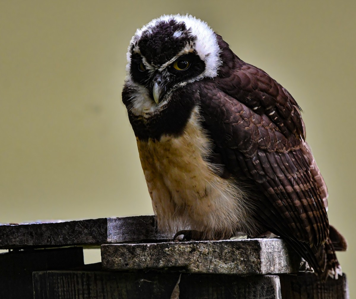 Chouette à lunettes - ML650520826