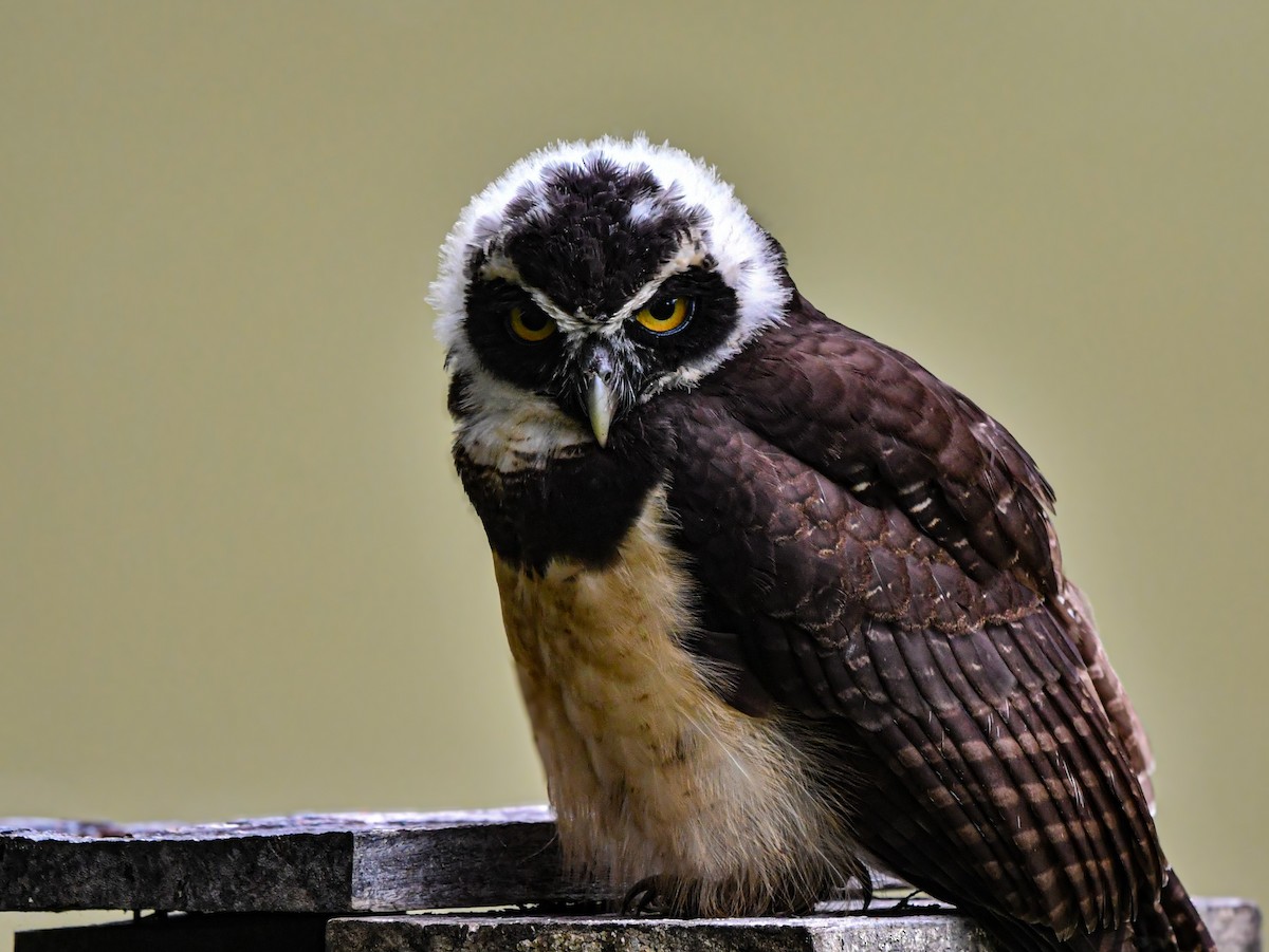 Chouette à lunettes - ML650520827