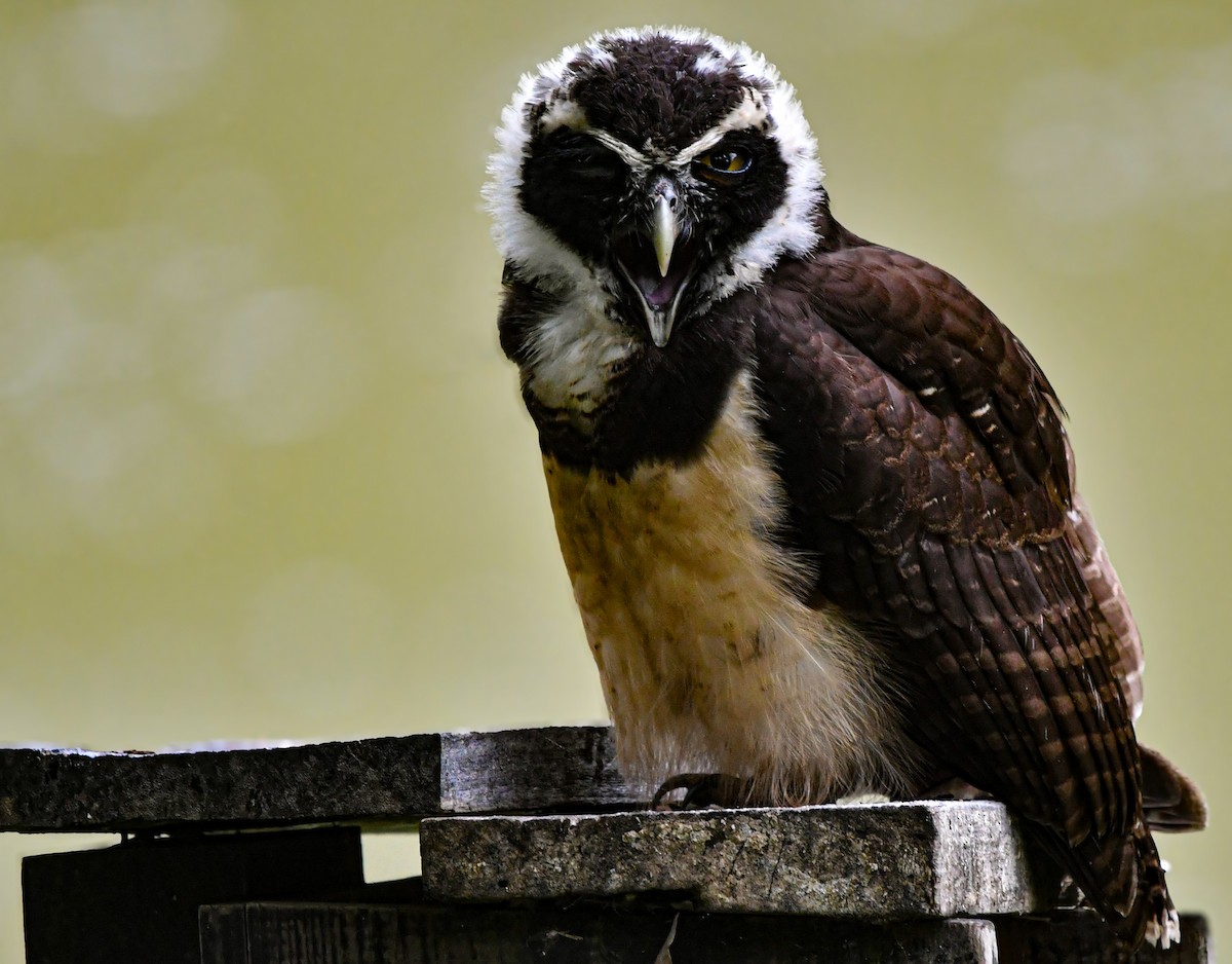 Chouette à lunettes - ML650520828