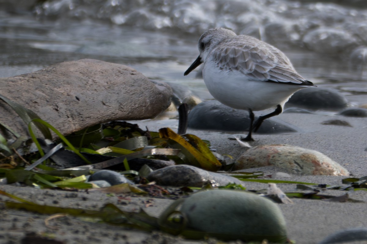 sandløper - ML650520857