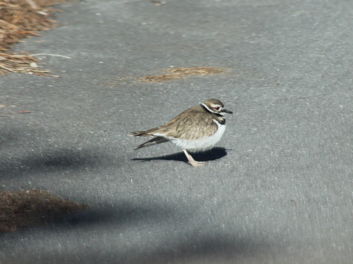Killdeer - ML650520861
