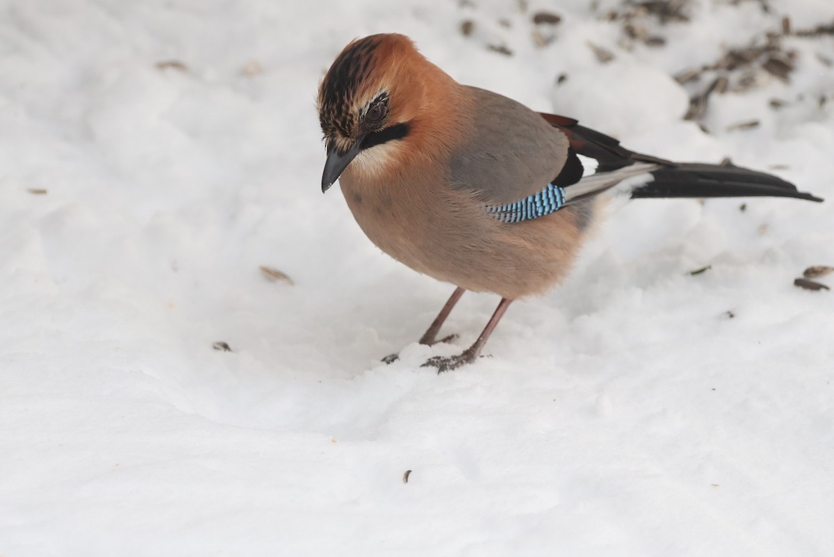 Eurasian Jay (Brandt's) - ML650520883