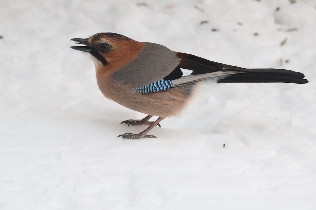 Eurasian Jay (Brandt's) - ML650520884