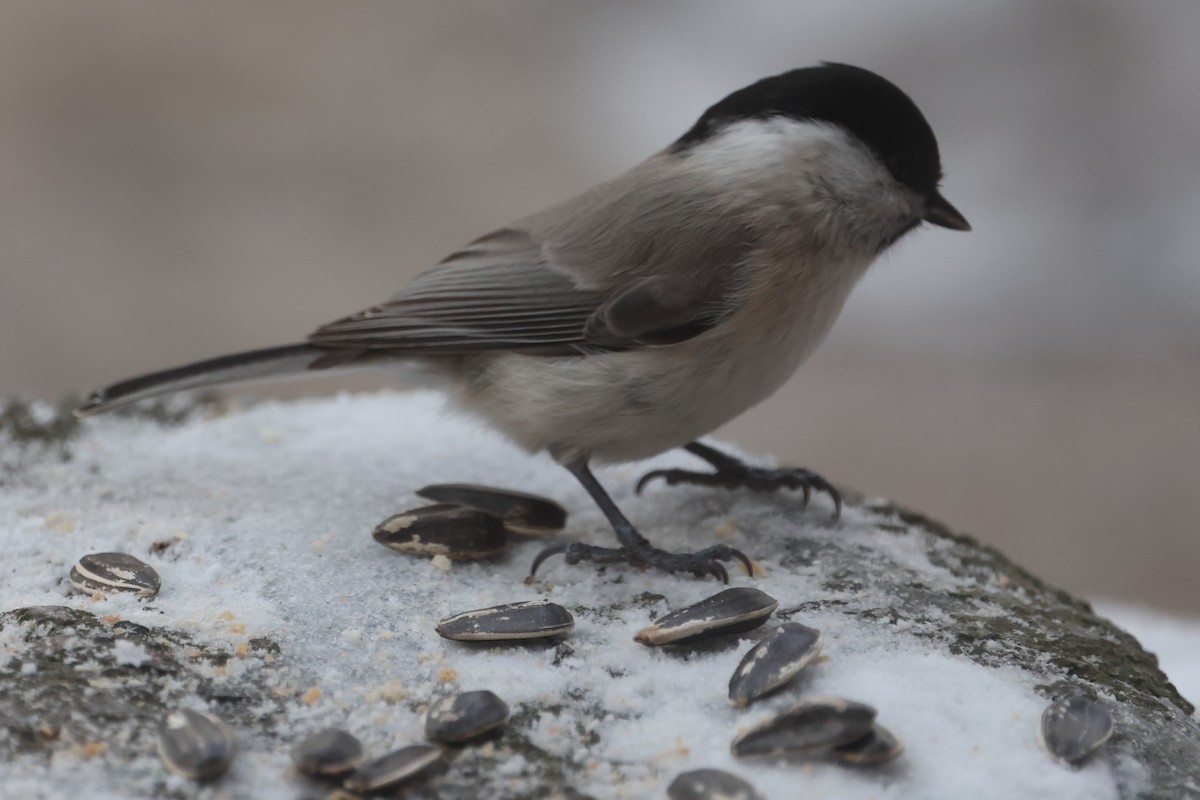 Marsh Tit - ML650520936