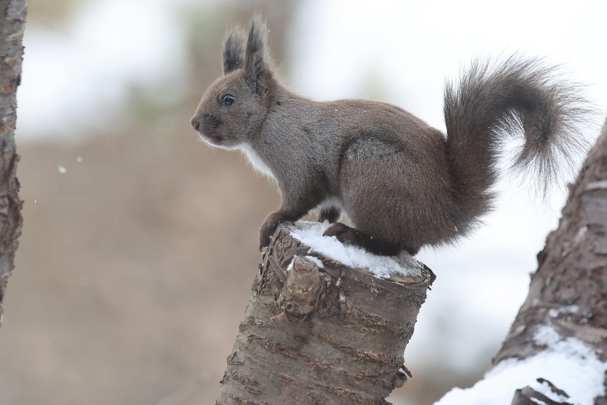 Animals - ML650520953