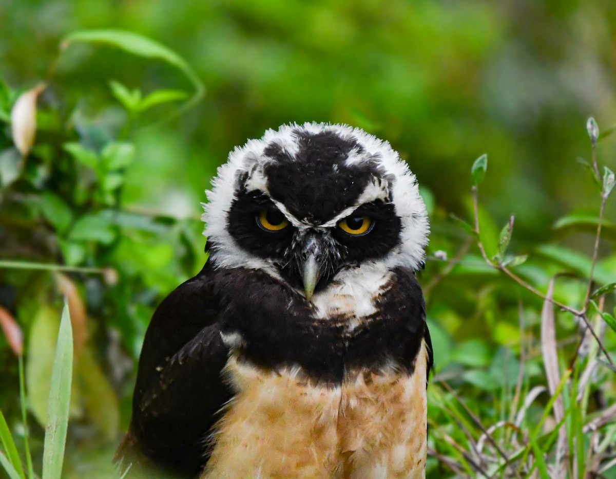 Chouette à lunettes - ML650520980