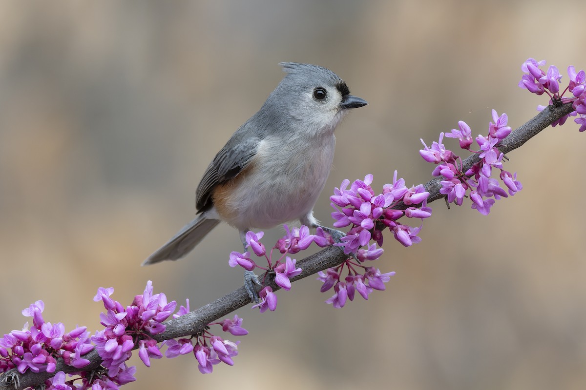 Tufted Titmouse - ML650521000