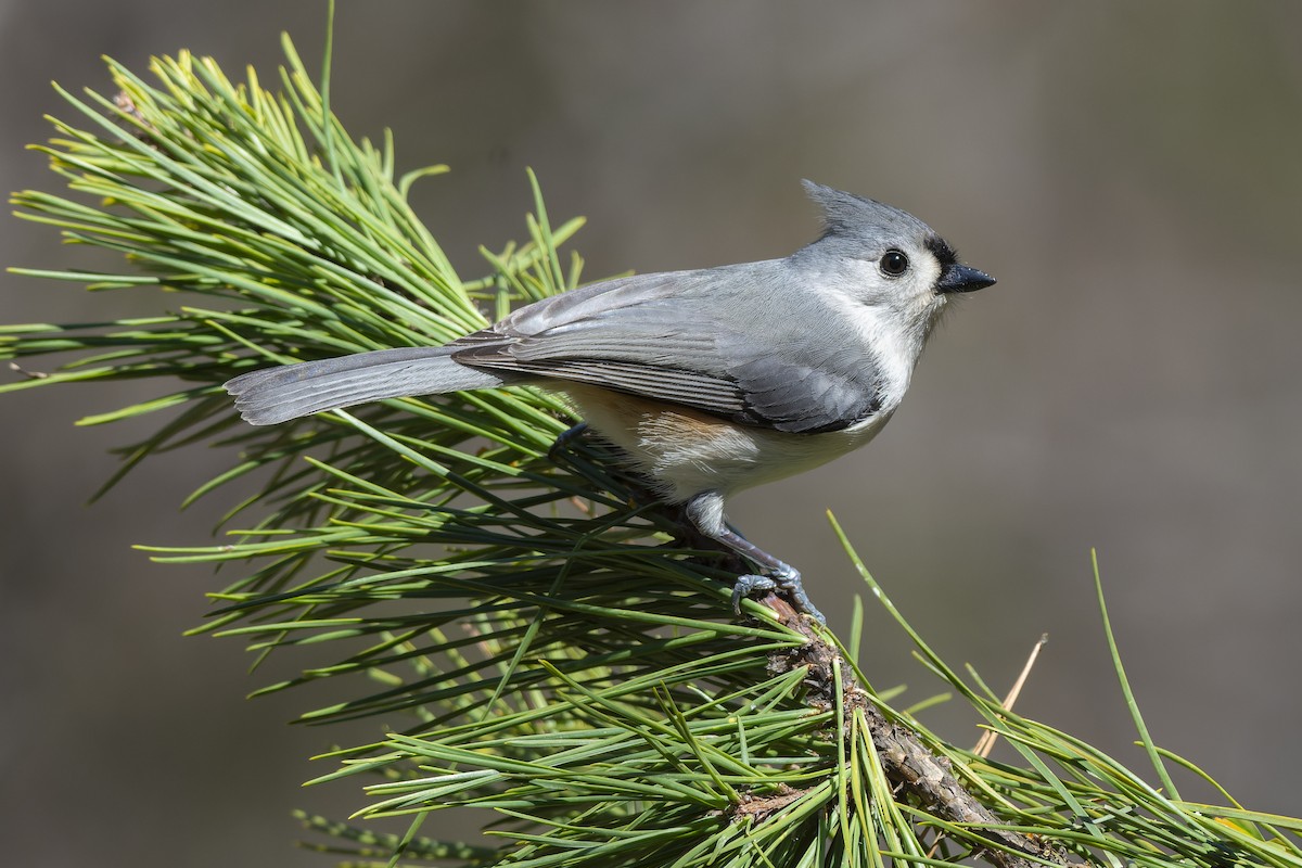 Tufted Titmouse - ML650521116