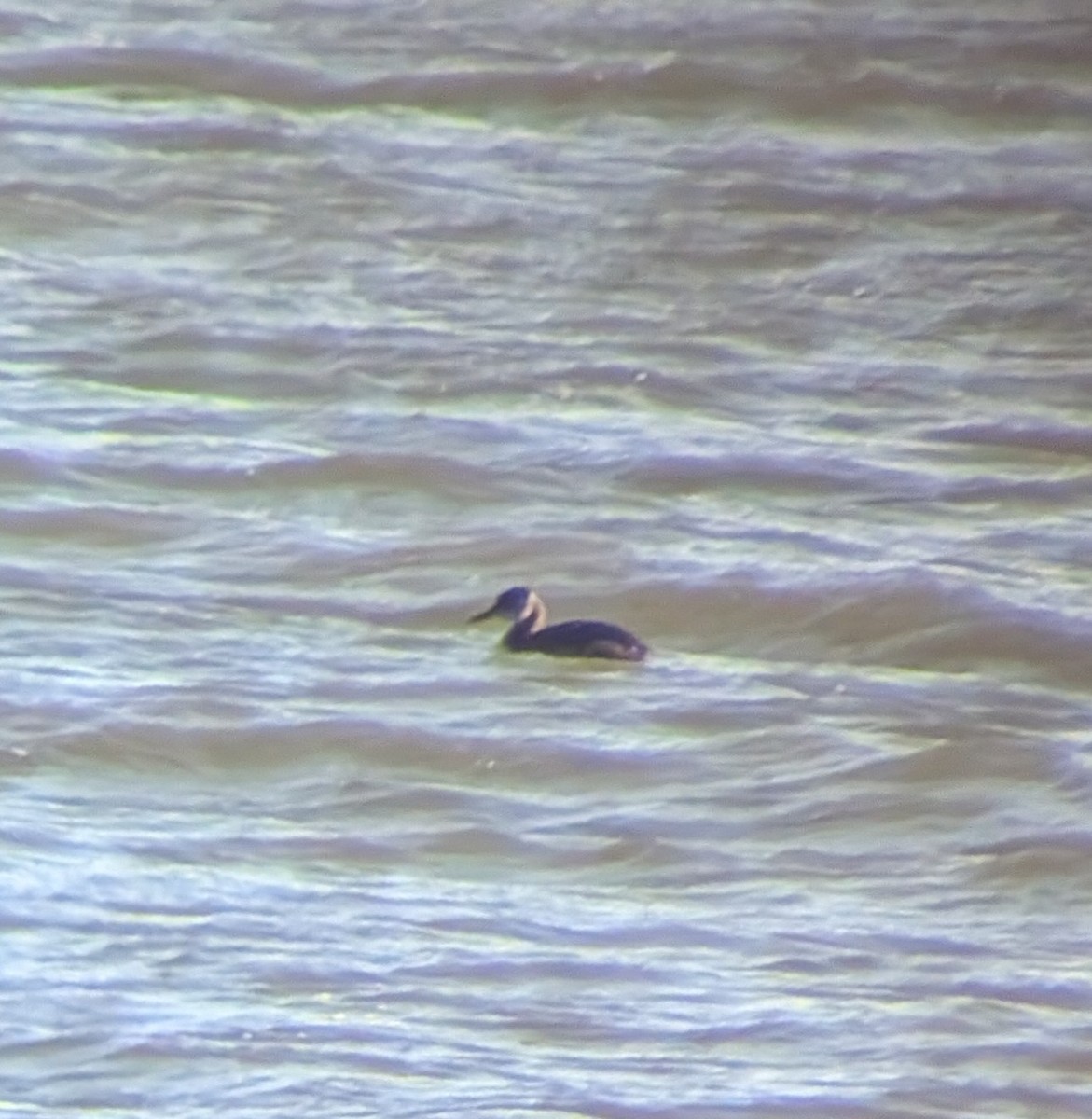 赤頸鸊鷉 - ML650521173