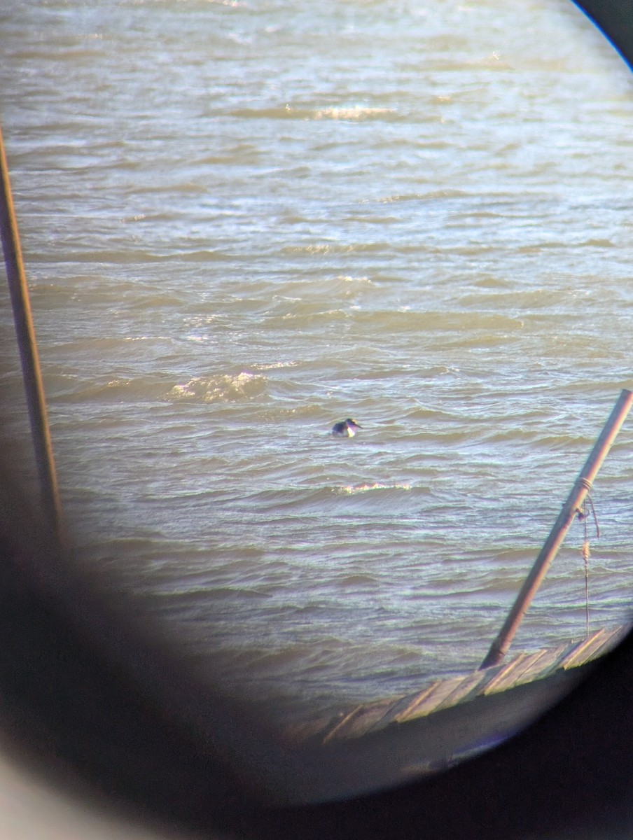 赤頸鸊鷉 - ML650521192