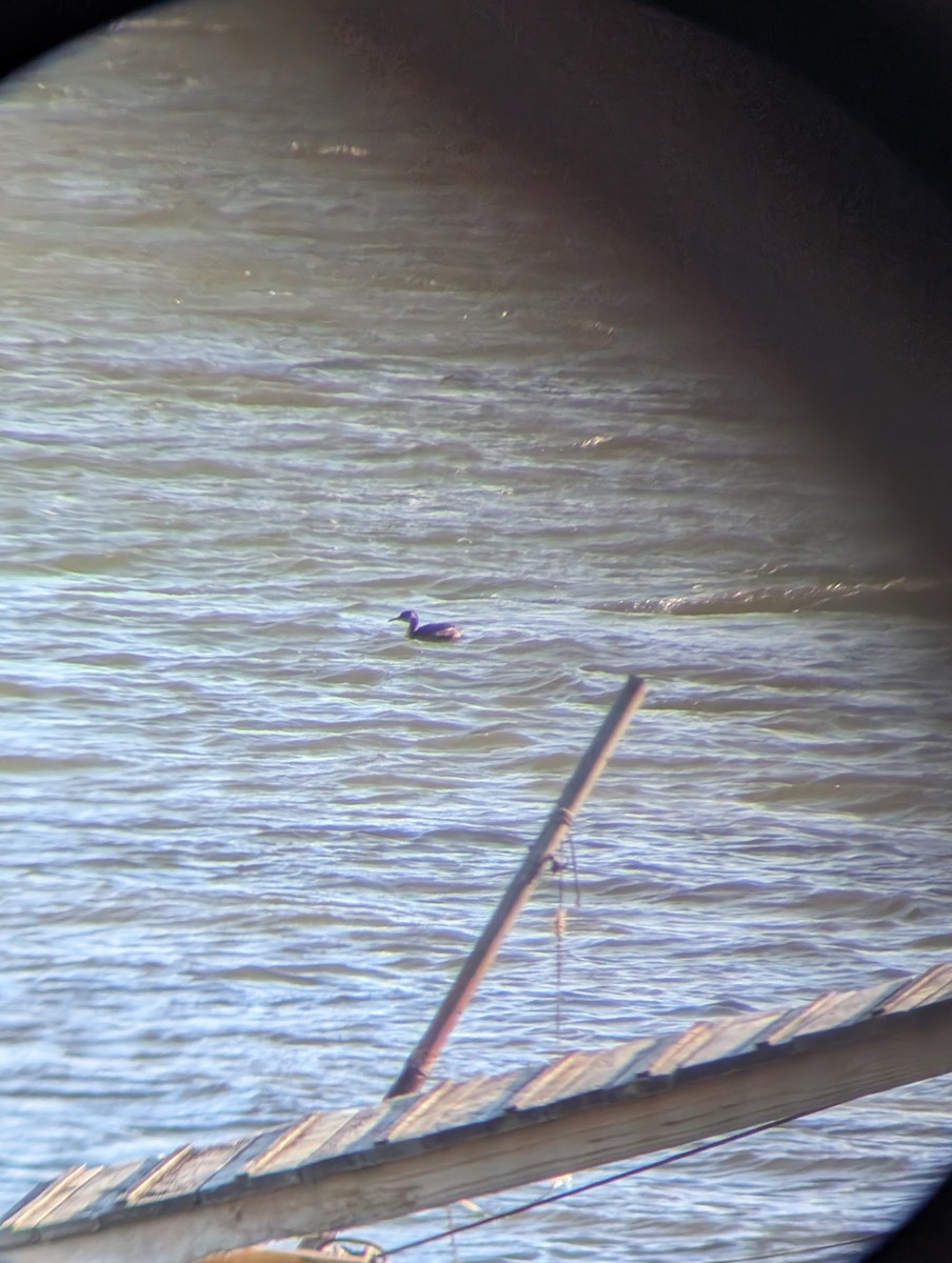 赤頸鸊鷉 - ML650521228