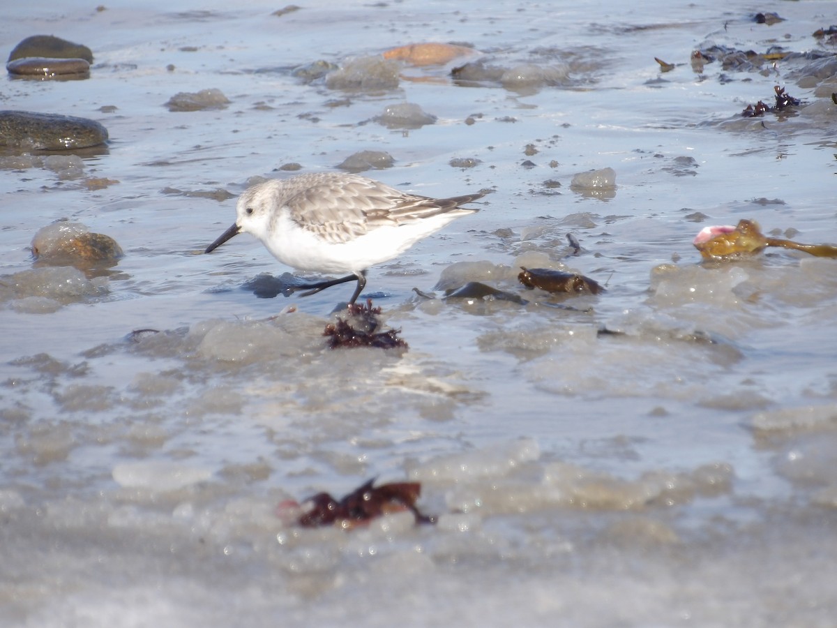 sandløper - ML650521295