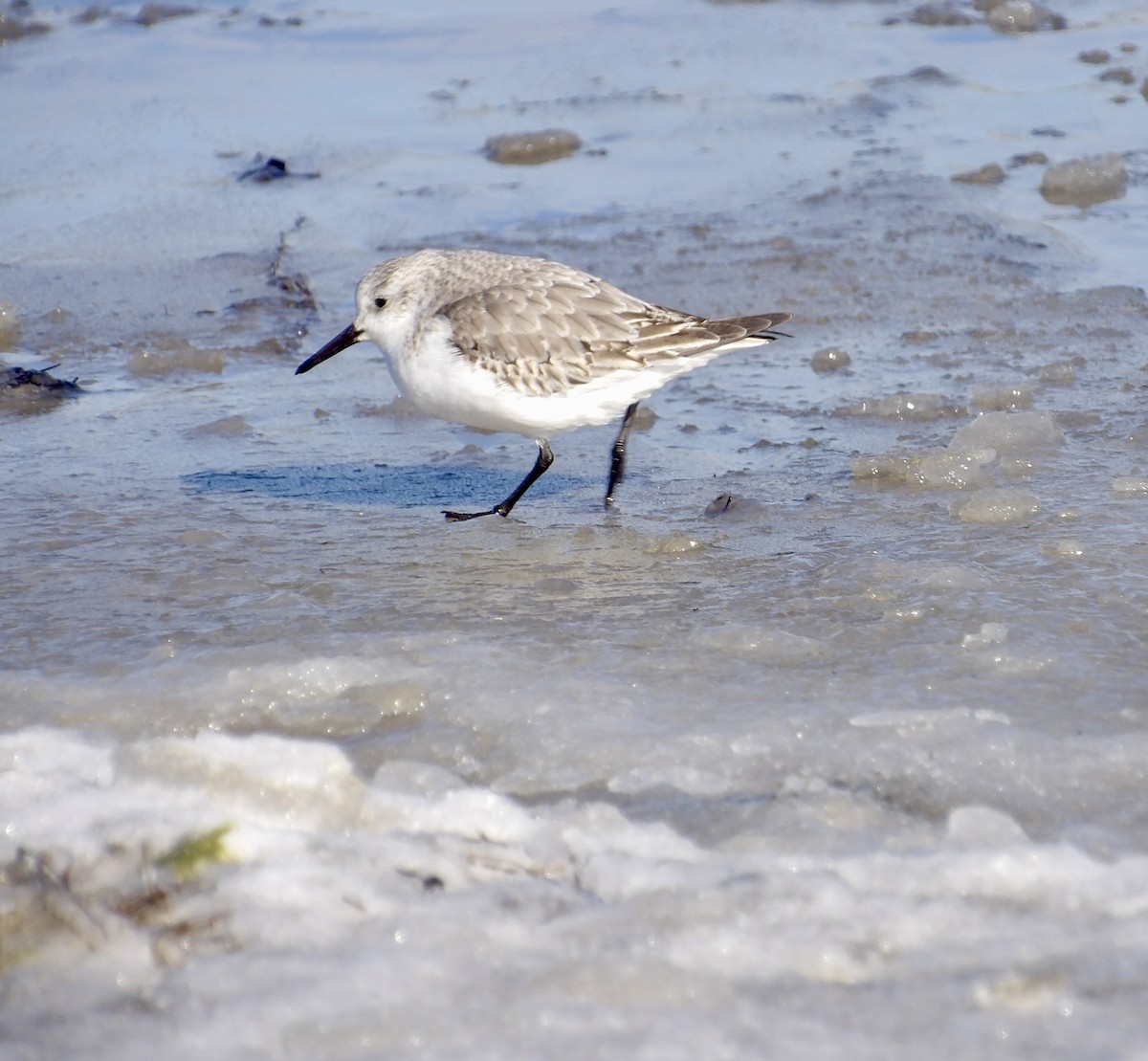 sandløper - ML650521296