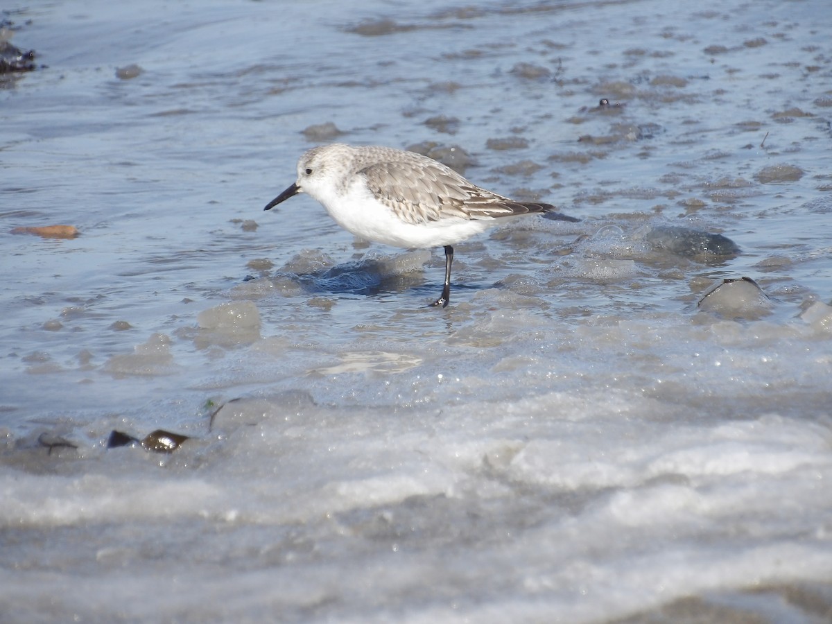 sandløper - ML650521297