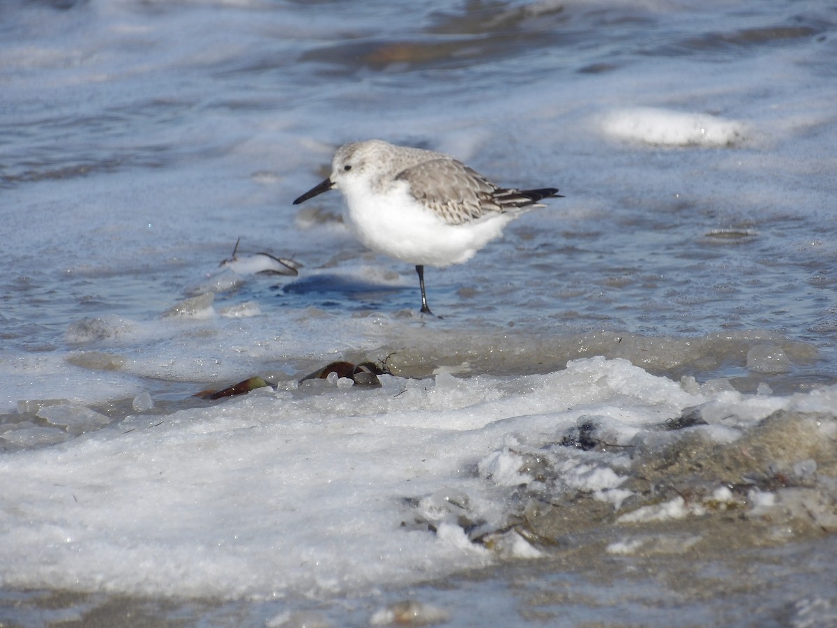 sandløper - ML650521298