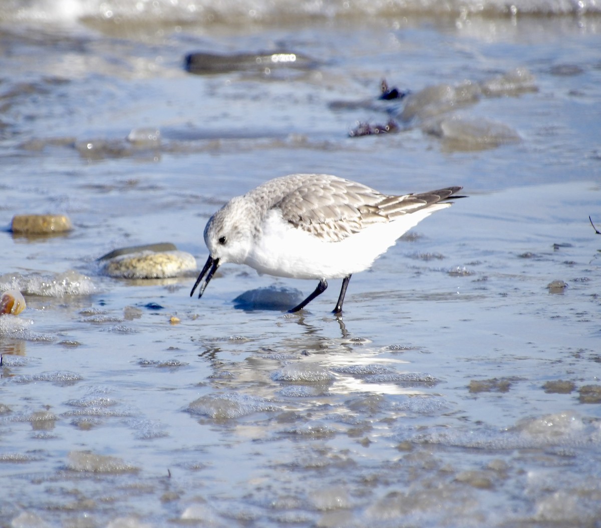 sandløper - ML650521300