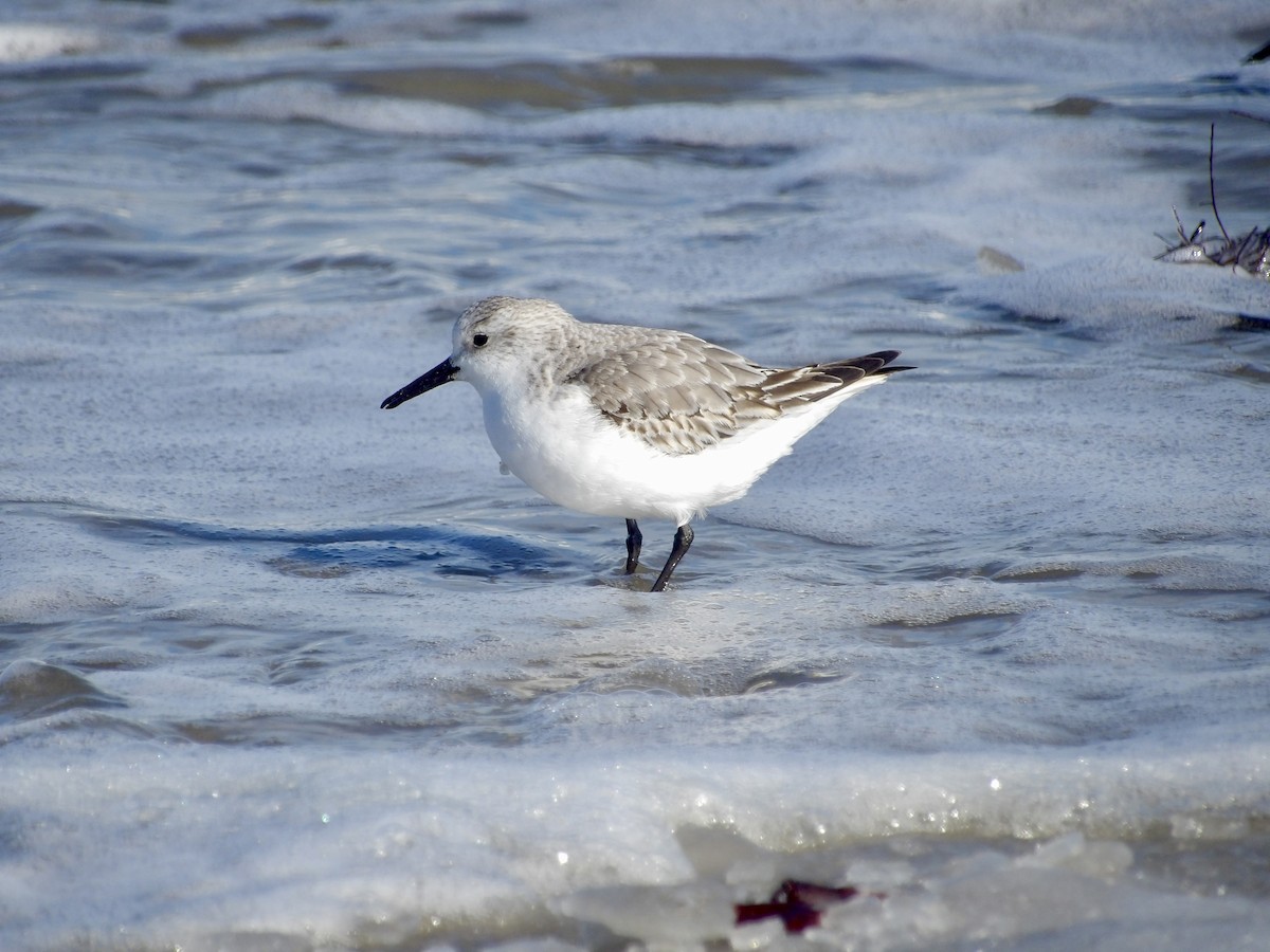 sandløper - ML650521301